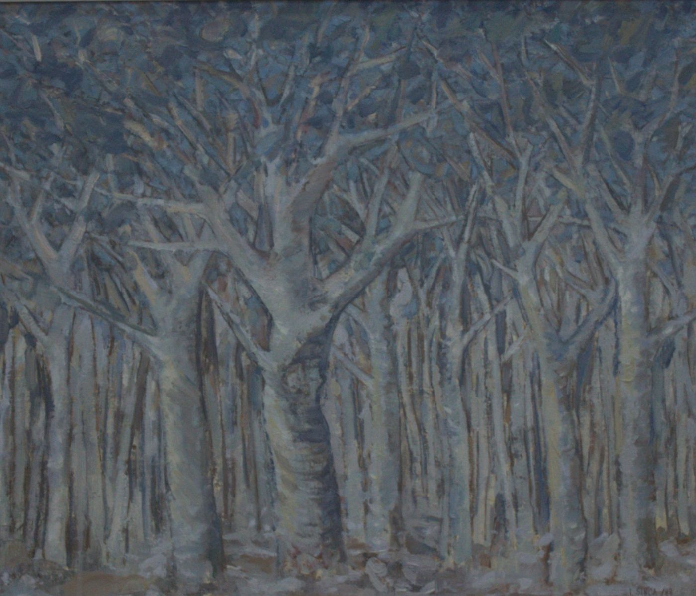 A dense wood of silvery trunks with white branches crossing against a dark blue ground.